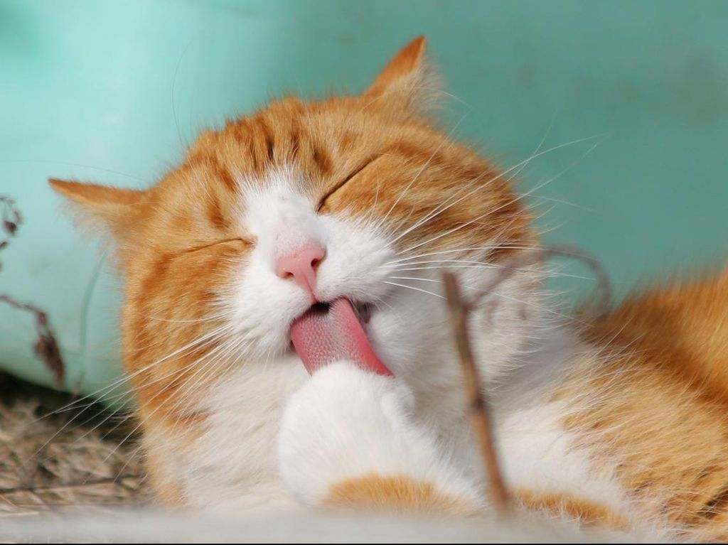Mengapa Kucing Punya Kebiasaan Sering Tidur?
