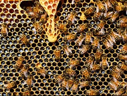 Polisi Bongkar Pabrik Madu Badui Palsu di Tangerang