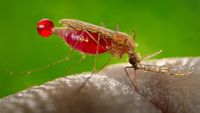 Sebutkan cara memberantas sarang nyamuk demam berdarah