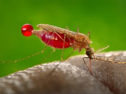 5 Reaksi Langka Akibat Gigitan Nyamuk: Payudara Pecah Hingga Lumpuh