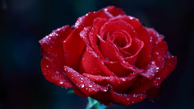 Melacak Asal Usul Mawar Merah Jadi Tanda Cinta Saat Valentine