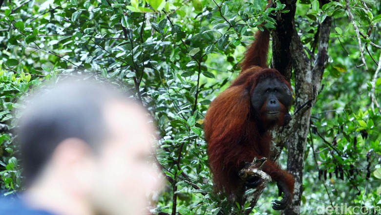 Kebakaran Hutan Mulai Ganggu Wisata Tanjung Puting, Banyak Penerbangan Delay