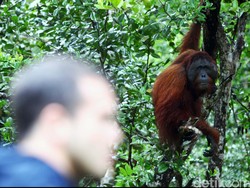 Kebakaran Hutan Mulai Ganggu Wisata Tanjung Puting, Banyak Penerbangan Delay