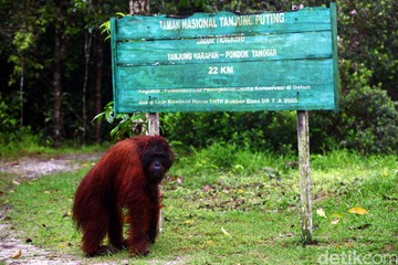 Ancaman Karhutla di Jantung Konservasi Primata Kalimantan Tengah