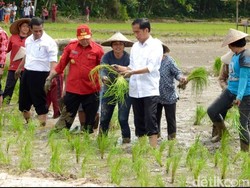 Hitungan Kementan, RI Baru Bisa Swasembada Paling Lama 2026