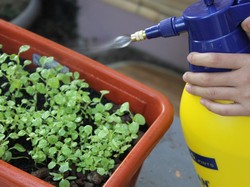 Sering Pakai Pestisida di Rumah, Anak Jadi Mudah Dilumpuhkan Kanker
