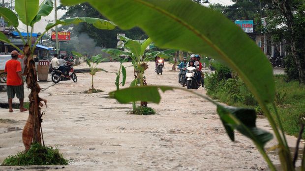 TANAM POHON PISANG DI JALAN Pengendara sepeda motor melintas di antara pohon pisang yang ditanam warga di badan jalan di jalan Cipta Karya Ujung, Kampar, Riau, Minggu (25/1). Pohon pisang tersebut ditanam warga selain untuk memperingati pengguna jalan agar berhati-hati, juga sebagai protes terhadap pemerintah setempat yang tidak kunjung mempernbaiki jalan rusak itu. ANTARA FOTO/Rony Muharrman/ss/Spt/15