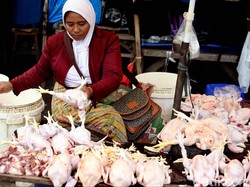 Jelang Puasa, Harga Ayam Masih Tinggi Rp 40.000/Ekor