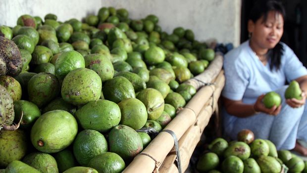 Ragam dan Cara Memillih Buah Alpukat yang Menyehatkan