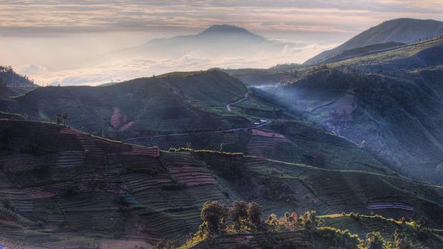 Bukit Sikunir, Dieng Bukit Sikunir, Dieng