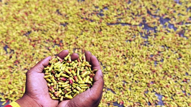 PRODUKSI CENGKEH INDONESIA Petani menjemur cengkeh di kawasan Pelabuhan Tahuna, Kecamatan Tahuna Timur, Kabupaten Kepulauan Sangihe, Sulawesi Utara, Kamis (29/1). Cengkeh yang dijemur 3-5 hari sejak dipanen agar bisa diperdagangkan itu kemudian dijual Rp. 140 ribu/kg. ANTARA FOTO/Andika Wahyu/Asf/ama/15.