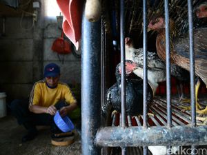 Pemprov DKI Akan Perbanyak Rumah Pemotongan Hewan untuk Hindari Flu Burung