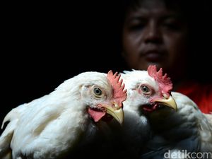 Mentan Larang Jagung Impor, 12 Juta Peternak Terancam Bangkrut