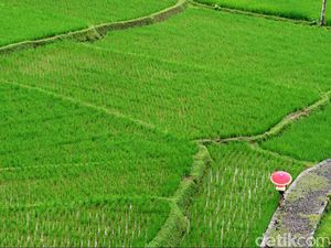 Upaya Hadapi Serangan Hama Wereng di Lahan Pertanian Tasik
