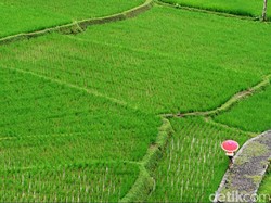 Upaya Hadapi Serangan Hama Wereng di Lahan Pertanian Tasik