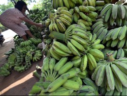 Kemendes Upayakan Pisang dan Pepaya Situbondo Bisa Dijual Online