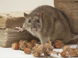 Polisi Brasil Temukan Fakta Mengejutkan, Tikus Dilatih Tahanan Bawa Narkoba