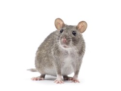 Cuma dengan Mengubah Gen, Ilmuwan Sukses Ciptakan Tikus Lesbian