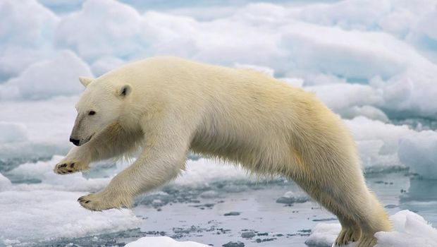 A frame-filling portrait of a male polar bear (Ursus maritimus) jumping in the pack ice. The young male, probably due to a mix of curiosity and hunger, got really close to our ship - less than 20 meters. Svalbard, Norway.