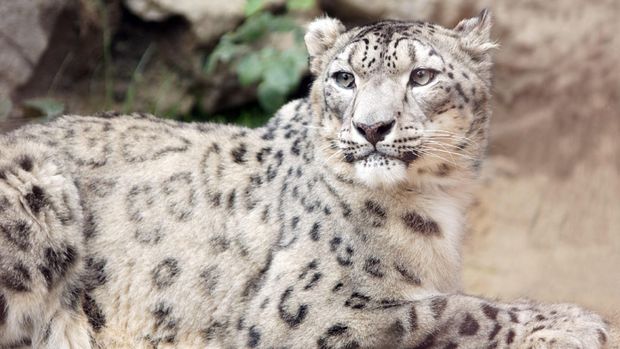 ilustrasi Snow Leopard