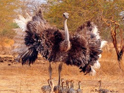 10 Burung Terbesar di Dunia, Ada Spesies Asli Indonesia