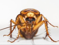 Meski Sering Main di Tempat Kotor, Kecoak Ada Manfaatnya Lho