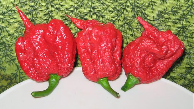 Carolina Reaper pepper pods harvested in November, 2013 in West Valley City, Utah, United States of America