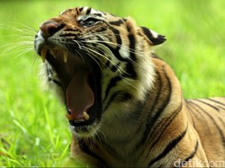 Diserang Harimau Sumatra, Penjaga Kebun Binatang Polandia Tewas