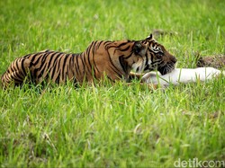 BKSDA Nekropsi Harimau Sumatera yang Mati Tergantung