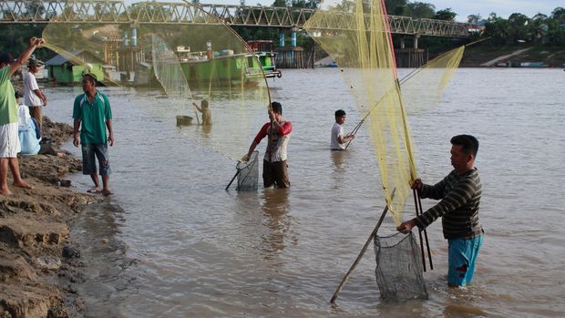 Sejumlah warga menangkap ikan seluang (Rastora, Sp)  yang muncul setelah sungai Barito diterjang banjir di kawasan Muara Teweh , Barito Utara, Kalimantan Tengah,  Senin (2/3) . Warga menangkap ikan Seluang ukurannya lebih besar dari ikan teri itu menggunakan jaring yang kedua sisinya memakai kayu  pelepah tumbuhan (hauf). ANTARA FOTO/Kasriadi/ss/pd/15