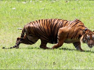 Tak Terlihat Sejak 2007, Harimau Dinyatakan Punah di Kamboja Tak Terlihat Sejak 2007, Harimau Dinyatakan Punah di Kamboja