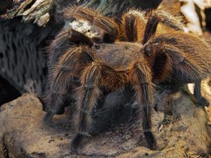 Biasa Membunuh Laba-laba, Kenapa Semut Predator Tak Menyerang Tarantula? Biasa Membunuh Laba-laba, Kenapa Semut Predator Tak Menyerang Tarantula?
