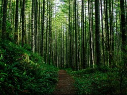 Cari Kerja? Kemenhut Buka Lowongan 600 Bakti Rimbawan