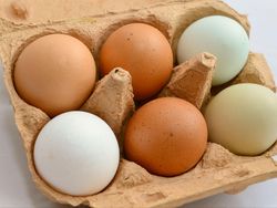 Mengapa Telur Bisa Berbeda Warna? Ini Penjelasannya