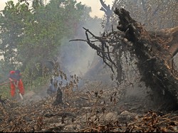 Kebakaran Hutan Kembali Terjadi di Riau