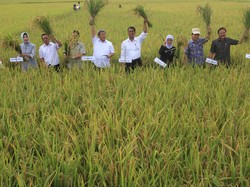 Kemarau Panjang, Jabar Optimis Bisa Capai Target 13 Juta Ton di 2015