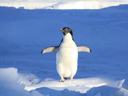 Ahli Teliti Kotoran Penguin dari Luar Angkasa Selama 30 Tahun, Ada Temuan Aneh