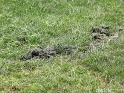 Dampak Jangka Panjang Kebiasaan Makan Rumput Liar