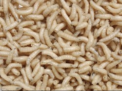 Hii! Belatung Ternyata Bisa Ditemukan di Bagian-bagian Tubuh Ini