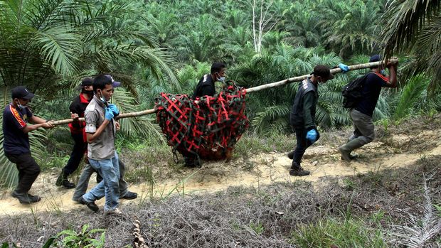 Peran Orangutan di Hutan Kalimantan 