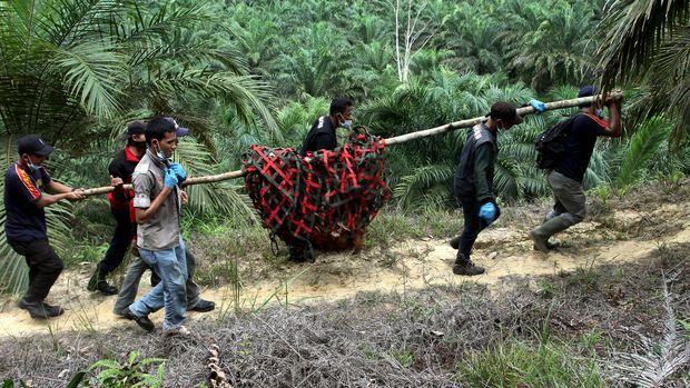 Peran Orangutan di Hutan Kalimantan