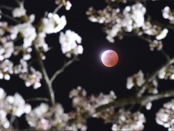 Gerhana Bulan Supermoon Tak Bisa Dilihat di RI, Tunggu Gerhana Matahari