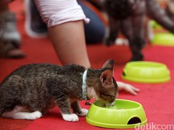 Memberi Nafkah Hewan Peliharaan dalam Islam, Bagaimana Hukumnya?