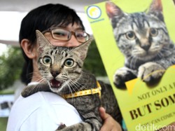 Selama Pandemi, Ratusan Hewan Peliharaan Diselamatkan dari Hawaii