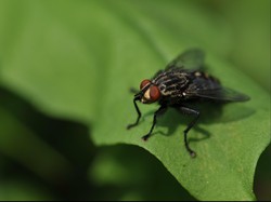 Ketika Fisika dan Biologi Bekerja Sama di Alam: Bantu Penyerbukan-Cacing Parasit