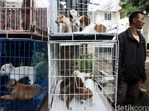 Kasus Rabies di Kalbar Kejadian Luar Biasa, Pemprov Minta Bantuan BNPB