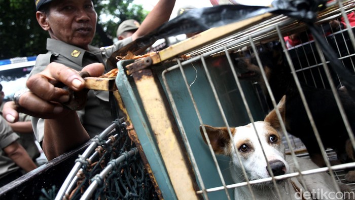 Larangan Jual Daging Anjing di Jakarta? Harapan Baru Menggema ke Seluruh Negeri!