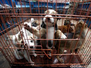 Awas Rabies! Begini Pertolongan Pertama Saat Digigit Hewan