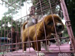 Diminta Anies, Dinas KPKP DKI: Tak Ada Razia Anjing dan Kucing Hari Ini