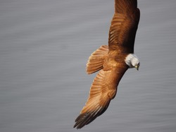 5 Hewan Tercepat di Darat, Air, dan Udara, Siapa Paling Cepat?